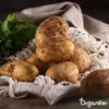 -Saatkartoffeln Vitabella A 28/35 (5 kg) - Organifer Produktbild-Vorschau 2
