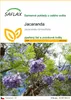 SAFLAX - jacaranda - Jacaranda mimosifolia - 50 Semena Náhled obrázku produktu 1