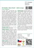 SAFLAX - Fík Buddha / Strom Bodhi - Ficus religiosa - 100 Náhled obrázku produktu 3