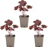 Bloomique - 3er-Set - Heuchera Micrantha Palace Purple - Produktbild-Vorschau 2