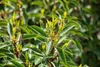 Prunus lusitanica, Portugiesischer Lorbeer, immergrün, Produktbild-Vorschau 10