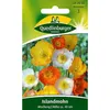 Quedlinburger Saatgut - Island-Mohn Mischung - Samen - Produktbild-Vorschau 1