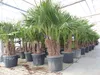 Trachycarpus Fortunei Gruppe mehrstämmig Palme, winterhart Produktbild-Vorschau 1