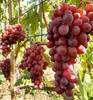 Tafeltraube ´DAŠUNJA´ 40-50 cm, Cont. 3 l Produktbild-Vorschau 4