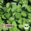 Samenliebe  Pimpinelle Samen | Kleiner Wiesenknopf - Produktbild-Vorschau 4