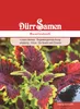 Buntnessel | Buntnesselsamen von Dürr Samen Produktbild-Vorschau 1