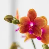 Vonavá Phalaenopsis - Orchidej Fragrance - Oranžová - Ø9cm Náhled obrázku produktu 2