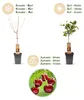 Green boutiQ - Obstbaum - Prunus avium Regina - Kirschbaum Produktbild-Vorschau 4