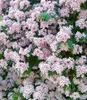 BALDUR Garten 1x Rosa Perlmuttstrauch, Pflanze im 9x9 Produktbild-Vorschau 2