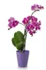 A potted orchid plant with purple flowers and green leaves against a white background. Produktbild-Vorschau
