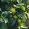 Leaf Vital Koncentrát 1 L – 1 000 m2 – Prírodná Náhled obrázku produktu 6