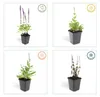 Salvia nemorosa 'Ostfriesland' – 9cm květináč – sada 12 Náhled obrázku produktu 4