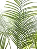 EUROPALMS Großblatt-Areca, Kunstpflanze, 185cm (82509442) Produktbild-Vorschau 2