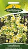 Sumpfblume, Spiegeleier Produktbild-Vorschau 5