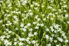 Dianthus deltoides 'Albus', goździk wrzosowy, biały, Podgląd zdjęcia produktu 3