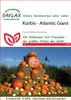 Artikelbild 1 von 'Kürbis Atlantic Giant' aus der Kategorie Kürbissamen Anteprima dell’immagine prodotto