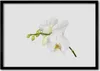 Bild 70x50 MDF-Rahmen Wandkunst Orchideen-Blumen-Natur Produktbild-Vorschau 1