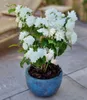 BALDUR Garten 1x Duftender Gartenjasmin 'Pearls of Produktbild-Vorschau 1