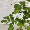 Rubus Idaeus 'Polka', frambozenstruik, in pot van 2 liter Productafbeelding-voorbeeld 3