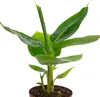 Bananenpflanze - Musa tropicana - Höhe ca. 30 cm, Topf-Ø 12 Produktbild-Vorschau 4