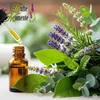 Dufte Momente Ätherisches Öl 10ml "Deutscher Wald" | 100% Produktbild-Vorschau 5