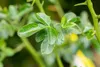 Poncirus trifoliata, Bitterorange, 60–80 cm Produktbild-Vorschau 7