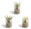 3er-Mix Tillandsia im Glas, Tillandsien, Luftpflanzen, 12 Produktbild-Vorschau 1