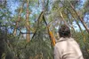 A person is using a long pole saw to trim branches from a tree in a forest. Produktbild-Vorschau