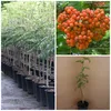 Eberesche Sorbus Edulis Wildobst leuchtend rote Früchte Produktbild-Vorschau 4