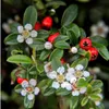 Plants by Frank | 48 Zwergmispel Pflanzen | Cotoneaster Produktbild-Vorschau 2