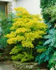 Acer shirasawanum 'Aureum', Japanischer Ahorn, goldgelb, Produktbild-Vorschau 13