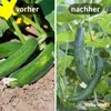 Ranknetz – Ideal für Gurken, Bohnen und Kletterpflanzen – Produktbild-Vorschau 3