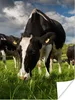 MuchoWow® Poster Kühe - Tiere - Gras - Wiese - Bauernhof Produktbild-Vorschau 1
