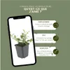 Plants by Frank | 48 Plantes de cotoneaster | Cotoneaster Voir les images du produit 5