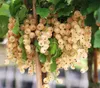 Dehner Johannisbeere Weiße Versailler, weiße Früchte, ca. Produktbild-Vorschau 1