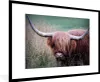 MuchoWow® Gerahmtes Poster Schottischer Highlander - Hörner Produktbild-Vorschau 1