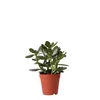 Kolibri Greens | Groene Pflanze - Sukkulente Crassula Ovata Produktbild-Vorschau 1