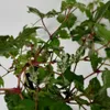 Révovník žláznatý Elegans 1L Náhled obrázku produktu 6