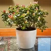 Übertopf Magnolia 36 weiss Produktbild-Vorschau 9
