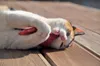 Aumüller Schmusekissen für Katzen mit Katzenminze - Produktbild-Vorschau 11