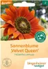 Sonnenblume "Velvet Queen" - Helianthus annuus Produktbild-Vorschau 1
