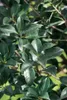 Osmanthus burkwoodii, Duftblüte, immergrün, 40–60 cm Produktbild-Vorschau 5