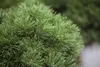 Pinus mugo 'Mops', Bergkiefer, kompakt, ca. 9x9 cm Topf Produktbild-Vorschau 8