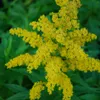 6 x Goldrute  - Solidago 'Goldkind'  | Topf 9cm x 9cm Produktbild-Vorschau 2