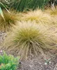 Carex testacea, Neuseeländisches Segge, orange-braun, ca. Produktbild-Vorschau 2