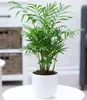 BALDUR Garten 1x Chamaedorea Palme, Pflanze im 12 cm-Topf, Produktbild-Vorschau 1