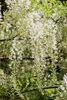 Wisteria sinensis 'Alba', Chinesischer Blauregen, weiß, Produktbild-Vorschau 4