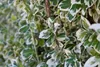 Euonymus fortunei 'Emerald Gaiety', Kriechspindel, Produktbild-Vorschau 3
