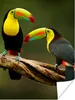 MuchoWow® Poster Vögel - Tukan - Zweig - Tiere - Regenbogen Produktbild-Vorschau 1