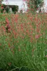 Penstemon barbatus 'Coccineus', Bartfaden, leuchtend rot, Produktbild-Vorschau 2